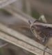 IMGP4482_antennae.JPG