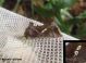 Autographa gamma - Copia.JPG