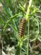 20160514 Melitaea didyma bruco Belpasso Mt San Leo Milia.jpg