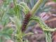 20160521 Melitaea didyma bruco Belpasso Mt San Leo Milia .jpg
