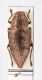 Dicerca-GreciaDSC_0557RID.jpg