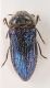 Acmaeodera-GreciaDSC_0560RID.jpg