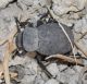 Tenebrionidae.jpg