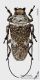 FG053_Lochmaeocles_callidryas_s.jpg