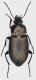 Carabidae_Settebagni_1-II-2017_13mm_grey.jpg