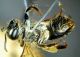 Andrena 5.jpg