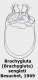Brachygluta (Brachygluta) sengleti Besuchet, 1969.png