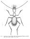 Disegno di R. Pace.jpg