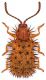 Dicladispa-testacea.jpg