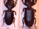 Parallelomorphus.jpg