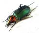 Agonum fulgidicolle.jpg