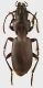 Pterostichus_Grecia_Katara_1700m_20-VI-7-VII-2002_16,5mm_grey.jpg