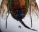 Chrysis amoena 2.JPG