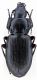 Pterostichus-cf-yvani-Col-del-Mulo-Piemonte.jpg