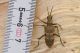 Rhagium...jpg