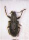 Copia di curculio.jpg