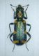 trichodes 2.jpg