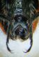 trichodes 2.jpg