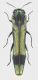 Agrilus_sp_2_French_Guyane_Belizon_1-II-2017_5mm_grey.jpg