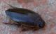 Rhantus suturalis.jpg