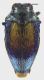 Brachys_sp_6_French_Guyane_Belizon_1-II-2017_3mm_grey.jpg