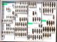 Staphylinidae 51.JPG