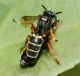 IMG_5621 accoppiamento.jpg