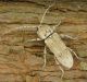 Trichoferus_machadoi_male.JPG