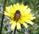 DSC00956.JPG
