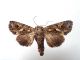 20160805 Curcelle.JPG