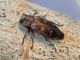 Tolfa_Rio_Fiume_09-04-2017_TG4_026.JPG