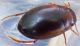 Laccobius sp..JPG