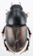 Aphodiidae6.jpg