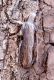 Cucullia blattariae 002.JPG