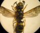 Symmorphus 001 A.jpg