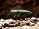Tolfa_13-04-2017_TG4_004.JPG