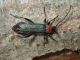 Tolfa_Carpino_13-04-2017_TG4_001.JPG