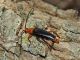 Pedostrangalia_Tolfa_14-04-2017_TG4_018.JPG