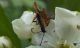 insect9c.jpg