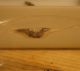 Ypsolopha_nemorella1.JPG