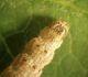 Ypsolopha nemorella (11).JPG
