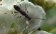 insect9a.jpg