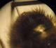 Megachilidae a 008 A.jpg