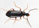 Coleoptera Ev6.jpg