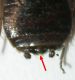 Neanide Sardegna.jpg