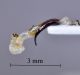 Otiorhynchus-lugens-endofallo-laterale.jpg