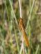 Crocothemis_erythraea_02F_.jpg