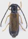 Tetrops_praeustus_Valle_del_Sorbo_24-IV-2017_4,5mm_grey.jpg