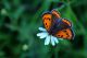 2 lycaena.jpg