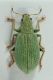 Polydrusus-brevicollis-upFEI.jpg